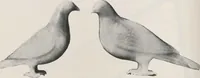 An illustration from Illustrated catalogue of the important collection of antique Chinese porcelains, Sung and Ming potteries, ancient stone sculptures, carved jades and other hard stones, snuff bottles, Mandarin necklaces, bronzes, enamels, palace furniture and wall panels and a number of rare and fine ancient Chinese paintings of the Sung and Ming periods [electronic resource] : all of which are to be sold at unrestricted public sale by direction of the Chinese expert, Lee Van Ching of Shanghai on the afternoons herein stated (1917)