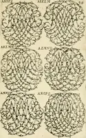 An illustration from Livre nouveau et utile pour toutes sortes d'artistes, et particulierement pour les orfevres, les orlogeurs, les peintres, les graveurs, les brodeurs, &c. : contenant quatre alphabets de chiffres fleuronnez au premier trait avec quantite de devises, d'emblemes et de noeuds d'amour : avec une table exacte pour trouver en général tous les noms et surnoms entrelassez (1690)