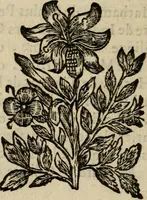 An illustration from Catalogue de livres d'estampes et de figures en taille-douce : avec un denombrement des pieces qui y sont contenuës (1672)