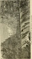 An illustration from Lloyd's steamboat directory, and disasters on the western waters (1856)
