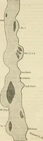 An illustration from Lloyd's steamboat directory, and disasters on the western waters (1856)