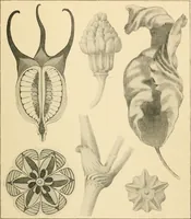 An illustration from Éléments de composition décorative; cent thêmes de décoration plane (1912)