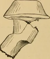 An illustration from The Locomotive (1867)