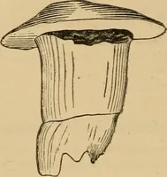 An illustration from The Locomotive (1867)