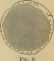 Picture 17 of 52 from The Locomotive (1867), leaf 43