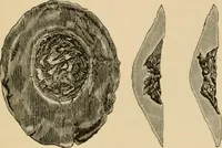 An illustration from The Locomotive (1867)