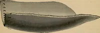 An illustration from The Locomotive (1867)