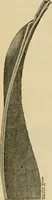 An illustration from The Locomotive (1867)