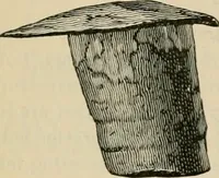An illustration from The Locomotive (1867)