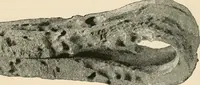 An illustration from The Locomotive (1867)