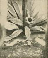 An illustration from The Locomotive (1867)