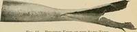 Picture 30 of 45 from The Locomotive (1867), leaf 157