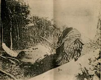 An illustration from The Locomotive (1867)