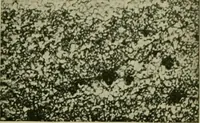 An illustration from The Locomotive (1867)