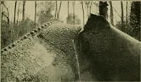 An illustration from The Locomotive (1867)