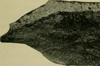 An illustration from The Locomotive (1867)