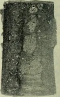 An illustration from The Locomotive (1867)