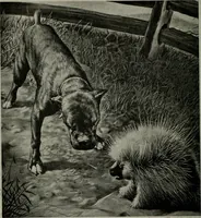 Picture 37 of 214 from The Locomotive (1867), leaf 107