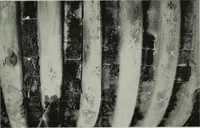 Picture 39 of 214 from The Locomotive (1867), leaf 110