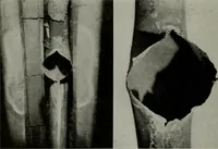 Picture 170 of 214 from The Locomotive (1867), leaf 411