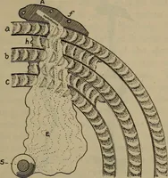 An illustration from Locomotive text for engineers and firemen; a complete treatise on the engine, electric head-light and standard code of train rules (1908)