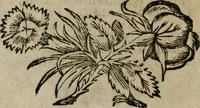 Picture 12 of 69 from Lodi al Signor Guido Reni : raccolte dall'Imperfetto Accad. Conf (1632), leaf 15