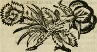 An illustration from Lodi al Signor Guido Reni : raccolte dall'Imperfetto Accad. Conf (1632)