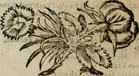 Picture 68 of 69 from Lodi al Signor Guido Reni : raccolte dall'Imperfetto Accad. Conf (1632), leaf 91