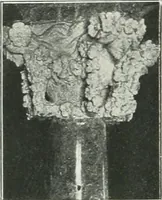An illustration from L'oeuvre de Puig Cadafalch, architecte, 1896-1904 : architecture, décoration, mobilier, serrurerie, carrelages, &c, & (1904)