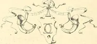An illustration from L'oeuvre des peintres émailleurs de Limoges; Léonard Limosin, peintre de portraits, d'après les catalogues de ventes, de musées et d'expositions et les auteurs qui se sont occupés de ces émaux (1897)