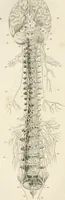 An illustration from A London encyclopaedia, or universal dictionary of science, art, literature and practical mechanics : comprising a popular view of the present state of knowledge : illustrated by numerous engravings, a general atlas, and appropriate diagrams (1829)