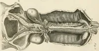 An illustration from A London encyclopaedia, or universal dictionary of science, art, literature and practical mechanics : comprising a popular view of the present state of knowledge : illustrated by numerous engravings, a general atlas, and appropriate diagrams (1829)
