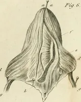 An illustration from A London encyclopaedia, or universal dictionary of science, art, literature and practical mechanics : comprising a popular view of the present state of knowledge : illustrated by numerous engravings, a general atlas, and appropriate diagrams (1829)