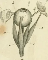 An illustration from A London encyclopaedia, or universal dictionary of science, art, literature and practical mechanics : comprising a popular view of the present state of knowledge : illustrated by numerous engravings, a general atlas, and appropriate diagrams (1829)
