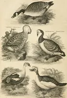 An illustration from A London encyclopaedia, or universal dictionary of science, art, literature and practical mechanics : comprising a popular view of the present state of knowledge : illustrated by numerous engravings, a general atlas, and appropriate diagrams (1829)