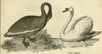 An illustration from A London encyclopaedia, or universal dictionary of science, art, literature and practical mechanics : comprising a popular view of the present state of knowledge : illustrated by numerous engravings, a general atlas, and appropriate diagrams (1829)