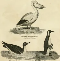 An illustration from A London encyclopaedia, or universal dictionary of science, art, literature and practical mechanics : comprising a popular view of the present state of knowledge : illustrated by numerous engravings, a general atlas, and appropriate diagrams (1829)