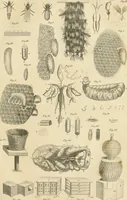 An illustration from A London encyclopaedia, or universal dictionary of science, art, literature and practical mechanics : comprising a popular view of the present state of knowledge : illustrated by numerous engravings, a general atlas, and appropriate diagrams (1829)