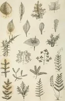 An illustration from A London encyclopaedia, or universal dictionary of science, art, literature and practical mechanics : comprising a popular view of the present state of knowledge : illustrated by numerous engravings, a general atlas, and appropriate diagrams (1829)