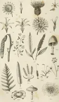 Picture 31 of 43 from A London encyclopaedia, or universal dictionary of science, art, literature and practical mechanics : comprising a popular view of the present state of knowledge : illustrated by numerous engravings, a general atlas, and appropriate diagrams (1829), leaf 453