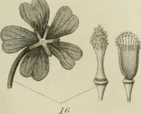 An illustration from A London encyclopaedia, or universal dictionary of science, art, literature and practical mechanics : comprising a popular view of the present state of knowledge : illustrated by numerous engravings, a general atlas, and appropriate diagrams (1829)