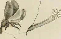 Picture 34 of 43 from A London encyclopaedia, or universal dictionary of science, art, literature and practical mechanics : comprising a popular view of the present state of knowledge : illustrated by numerous engravings, a general atlas, and appropriate diagrams (1829), leaf 454