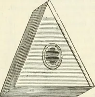 An illustration from A London encyclopaedia, or universal dictionary of science, art, literature and practical mechanics : comprising a popular view of the present state of knowledge : illustrated by numerous engravings, a general atlas, and appropriate diagrams (1829)