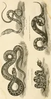An illustration from A London encyclopaedia, or universal dictionary of science, art, literature and practical mechanics : comprising a popular view of the present state of knowledge : illustrated by numerous engravings, a general atlas, and appropriate diagrams (1829)