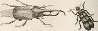 An illustration from A London encyclopaedia, or universal dictionary of science, art, literature and practical mechanics : comprising a popular view of the present state of knowledge : illustrated by numerous engravings, a general atlas, and appropriate diagrams (1829)