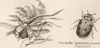 An illustration from A London encyclopaedia, or universal dictionary of science, art, literature and practical mechanics : comprising a popular view of the present state of knowledge : illustrated by numerous engravings, a general atlas, and appropriate diagrams (1829)