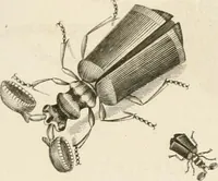 An illustration from A London encyclopaedia, or universal dictionary of science, art, literature and practical mechanics : comprising a popular view of the present state of knowledge : illustrated by numerous engravings, a general atlas, and appropriate diagrams (1829)