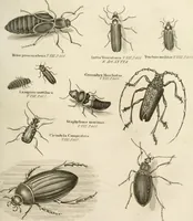 An illustration from A London encyclopaedia, or universal dictionary of science, art, literature and practical mechanics : comprising a popular view of the present state of knowledge : illustrated by numerous engravings, a general atlas, and appropriate diagrams (1829)