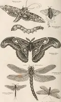 An illustration from A London encyclopaedia, or universal dictionary of science, art, literature and practical mechanics : comprising a popular view of the present state of knowledge : illustrated by numerous engravings, a general atlas, and appropriate diagrams (1829)