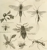 An illustration from A London encyclopaedia, or universal dictionary of science, art, literature and practical mechanics : comprising a popular view of the present state of knowledge : illustrated by numerous engravings, a general atlas, and appropriate diagrams (1829)